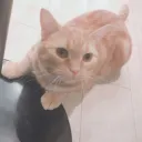 ぬこ様を讃えよ