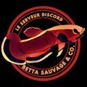 Betta sauvages & Co