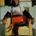 Ape House