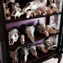 the golden graveyard
