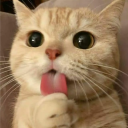 Cat Kingdom ★ icon