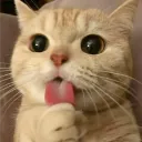 Ninja's Cat Kingdom ★