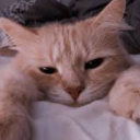 Cat Kingdom ★ icon