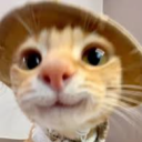 Cat Kingdom ★ avatar
