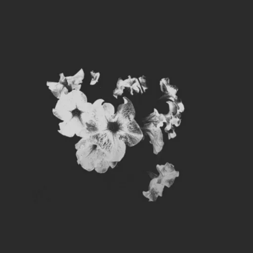 Black Unicorn — мониторинг Discord сервера, статистика и рейтинг