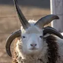 sheeple cult