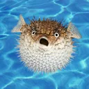 PufferHub