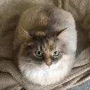 Cat (OG)