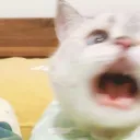 Kitty Land