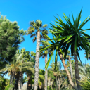 California Club server icon