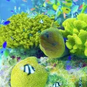 SleepyEels' Coral Reef