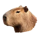 Capybara Wonderland