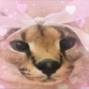 🌺Floppa Hotel🌺 discord icon