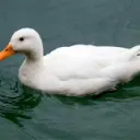 duck army hangout