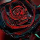 The Order Of The Obsidian Rose