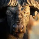 Graded's Buffalo Bash