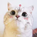 🎨- sᴍᴀʟʟ sᴜsʜɪᴇs -🎮's icon