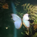 Butterfly Garden