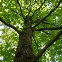 thyne dungeon oth thyneth treeus