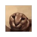 Floppa
