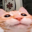 Gabys gay ass server