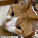 鯖食べる猫🐟🐱(みやねこサーバー)