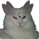 ✧ miao