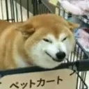 Developer Inu