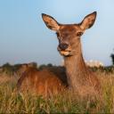 Wildlife Photographers United