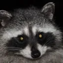 Racoon Mafia