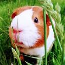 guinea pig heaven