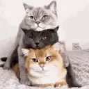 Обитель котиков