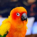 Robo Party Parrots (Readers, Cast, and Crew)