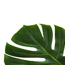 Hawthorne Plants