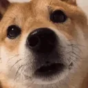Shiba Emotes Discord Server Icon