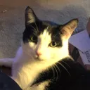 stubby_cat's server