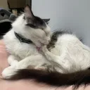 Propiedad de Morgana