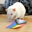 paracasing's discord server