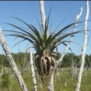 Air Plants!