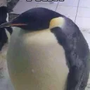 fellow players