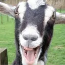 GOAT