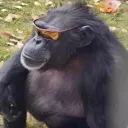 Monkeying Around