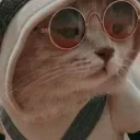 Котики твиттера