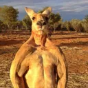 The Pouch