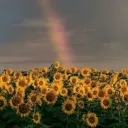 𝐚𝐟𝐭𝐞𝐫 𝐭𝐡𝐞 𝐬𝐭𝐨𝐫𝐦 ⛈🌻's icon