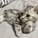 色々なねやつなのよね