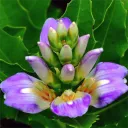 Plantbook