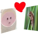bingus soupers