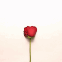 Roz Sorkh 🌹 avatar