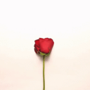 Roz Sorkh 🌹 icon